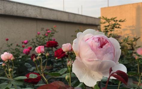 月季花苞|月季花花苞 显色、半开、全开的整套详细的施肥攻略。